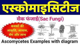 एस्कोमाइसिटीज कवक  ascomycetes fungi example  ascomycetes examples with diagram  Sac Fungi hindi [upl. by Netsew]