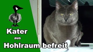 Niemand vermisst diesen Kater  Tiernotruf 176 [upl. by Arreik]