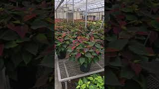 Poinsettia Production poinsettia plantnurseryvisit plantnursery [upl. by Aidualc]