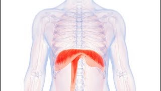 What is Diaphragm   Essential Science  Terms [upl. by Ahsienar642]