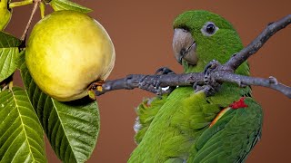 Maritacas se alimentando dos frutos da goiabeira vermelha [upl. by Dex738]