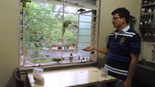 Parrots Visiting our home in Anushaktinagar [upl. by Lebanna617]