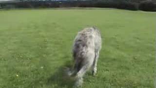 Scottish Deerhound Lure Coursing in Perthshire [upl. by Autry]