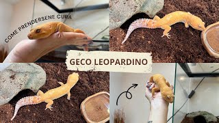 GECO LEOPARDINO 🦎 allestimento terrario amp cura [upl. by Tocci]