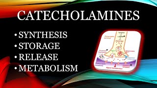 Catecholamines  synthesis storage release and metabolism [upl. by Kaia]