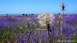 Beautiful nature lavender field for relaxation and rejuvenation  Beautiful sounds of nature [upl. by Anerres]