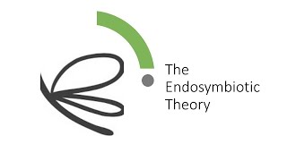 Evolution Endosymbiotic Theory [upl. by Freddi]