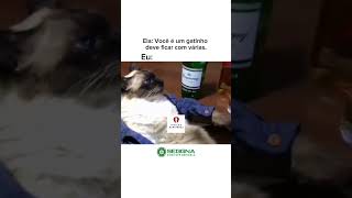 Você é gatinho deve fica com várias musica bandinha memes [upl. by Anya194]