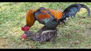 Amazing Breeding AnimalBirds  Roosters Mating  Rooster trying to mate chicken  Khan Farming [upl. by Illene506]