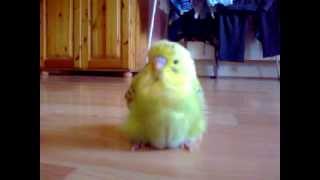 Cutest Baby Budgie [upl. by Aamsa]