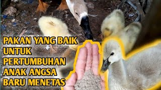 PAKAN TERBAIK UNTUK ANAK ANGSASOANG UMUR 1 HARI AGAR CEPAT BESAR DAN GEMUK  ANAK ANGSASWANsSOANG [upl. by Atirehgram125]