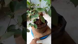 Iprik silver bonsai bonsaitree tanamanindoor ficus [upl. by Yaja]