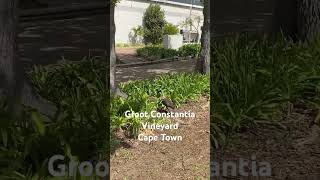 ❤️Groot Constantia Vineyard Cape Town travel vineyard africancity [upl. by Lilly]