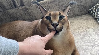 Big Floppa Hissing and Kneading  Caracal [upl. by Enale687]