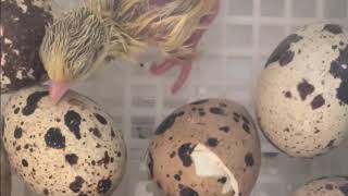 Coturnix Quails Hatching Day [upl. by Alley]