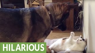 Dog finds cat in his bed takes appropriate action [upl. by Coopersmith936]