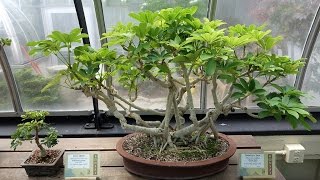 Best Beginner Bonsai Trees – Dwarf Schefflera [upl. by Nylanej]