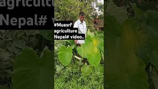 muasrf agriculture pidalu video Nepal [upl. by Hannah254]