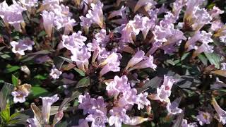 Strobilanthes Anisophyllus Goldfussia [upl. by Rotow]