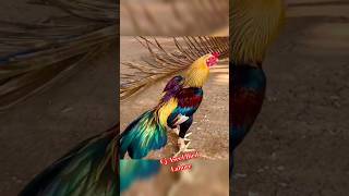 aseel chick transformationaseelmurga shortsfeed shortvideo shorts short viralvideo viralshort [upl. by Reppep133]