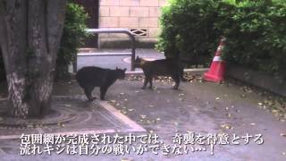 【公園猫戦争】負け猫たち、暴虐の野良猫に対して遂に一矢を報いる Revenge of the the old cat warriors [upl. by Morel]