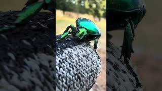 Local Scarab Beetles animal scarab тварини [upl. by Kostival]