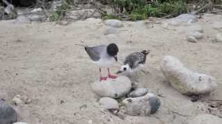 Swallowtailed Gulls on Galapagos 1973 [upl. by Yer]