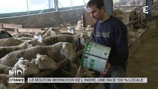 LE FEUILLETON  Le mouton berrichon de lIndre une race 100 locale [upl. by Zhang]