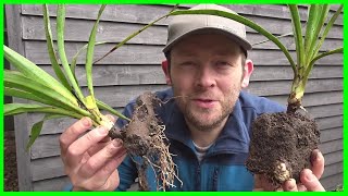 How to Grow Yucca Plants from Cuttings [upl. by Ronalda]