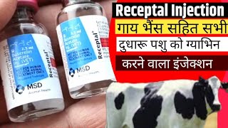 Receptal Injection  गाय भैंस सहित सभी दुधारू पशु को ग्याभिन करने वाला इंजेक्शन  Manjhi Veterinary [upl. by Pietrek]