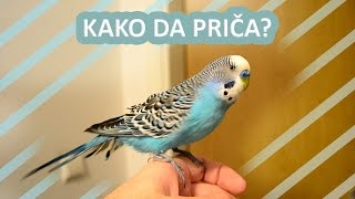 Kako nauciti papagaja da prica  Tigrica [upl. by Amend]