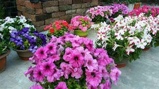 Petunia a great winter flower  how to grow and care with English subtitles [upl. by Cissie]