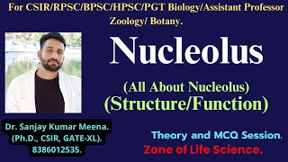 NUCLEOLUSStructureFunction CSIRGATEBSCMSC RPSCMPPSCHPSCBPSC PGT BIOLOGY ZOOLOGYBOTANY [upl. by Clough]