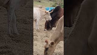 Cowlick Cowlick cows bulls bulls [upl. by Hcurob]