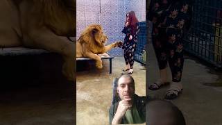 🦁😯 quotI Dont Do Handshakesquot shorts lion lions wildlife [upl. by Zacharias]