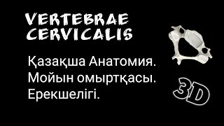 Мойын Омыртқасы Ерекшелігі VERTEBRAE CERVICALIS Анатомия Қазақша [upl. by Etterual]