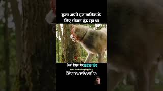 The dog was looking for food for his dead owner  movie explained in Hindi shorts short [upl. by Lynda]