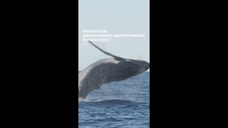 Humpback whales and seamounts [upl. by Rauch323]