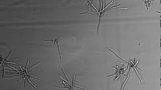 Life Cycle of Cryptococcus neoformans Supplemental Video 1 [upl. by Ormsby]