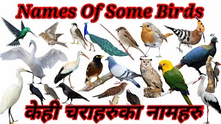 Names Of Birds in English and nepaliचराहरुका नामहरु [upl. by Burleigh]