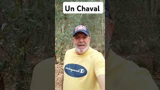 🧢Un Chaval elchistedeldia humorandaluz [upl. by Emina]