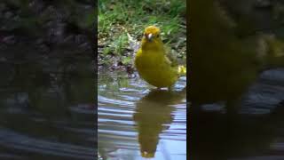 El pajaro amarillo [upl. by Nosak]