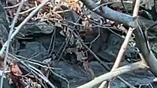 Mink along the Schuylkill River [upl. by Tnilk]