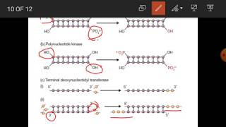 DNA Manipulative Enzyme [upl. by Nolek402]