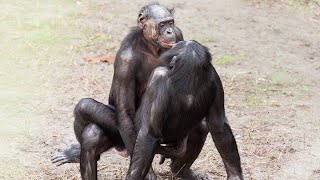 LOS BONOBOS y su INCREIBLE PARECIDO a LOS SERES HUMANOS [upl. by Brie]