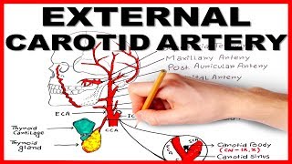 External Carotid Artery [upl. by Adihahs]