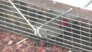 Live Trap a Chipmunk or ground squirrel [upl. by Ayalat]