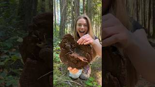 🍄‍🟫 Big Fungus Dyer’s Polypore [upl. by Vidovik]