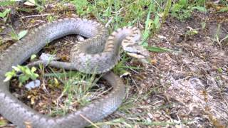 Στεφανοφόρος Smooth Snake Coronella austriaca [upl. by Sidonnie]