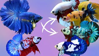 Cross Breeding Betta Fish Of Different Colors With Results [upl. by Fairfax]